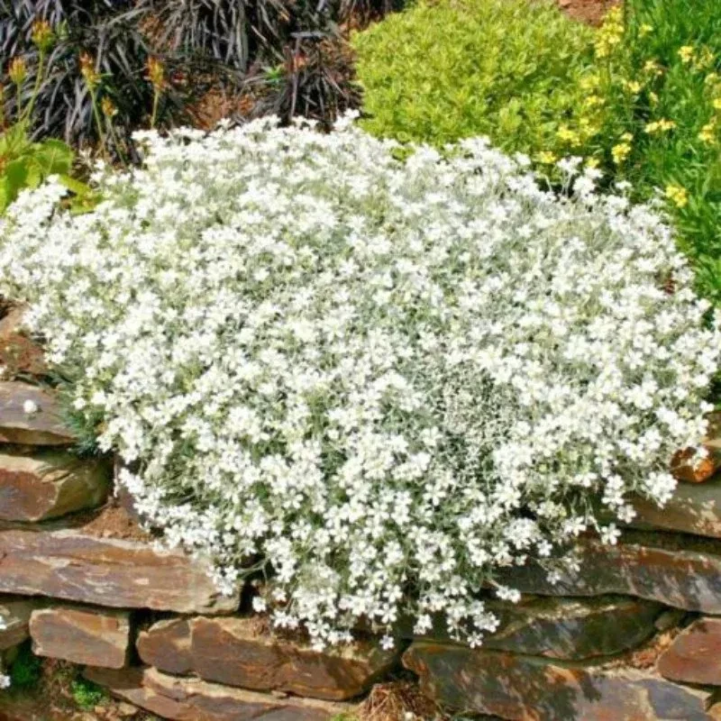 Ground Cover Sampler - HALF FLAT (8 plants = 1 each of 8 varieties)