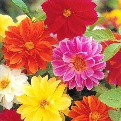 ANNUAL FLOWERS: Dahlia, Dwarf Mix - HALF FLAT (18 plants)