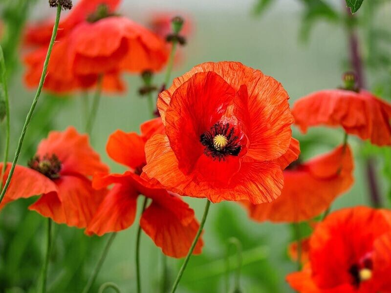 Sunny Perennial Sampler - FULL FLAT (16 plants = 2 each of 8 varieties)