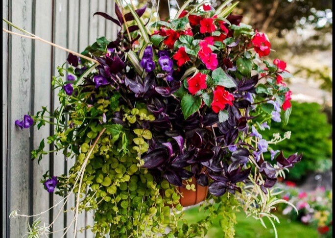 Hanging Basket for Shade