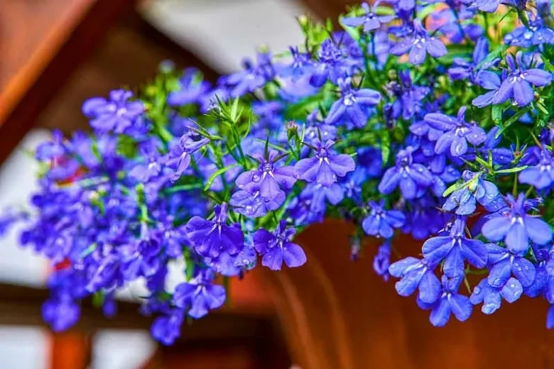 Lobelia Trailing, Blue - HALF FLAT (18 plants)