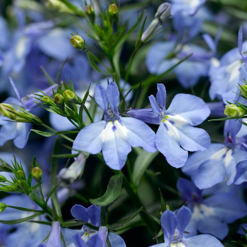 Lobelia Upright, Blue - FULL FLAT (36 plants)
