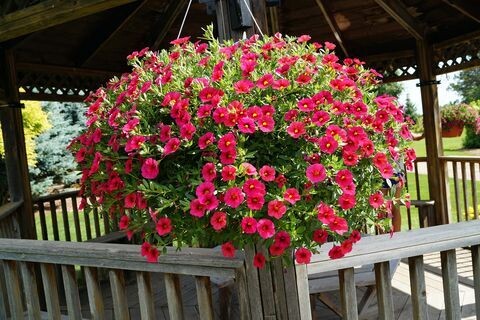 Calibrachoa Hanging Basket