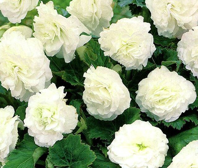 White Non-Stop Begonia - 4” pot