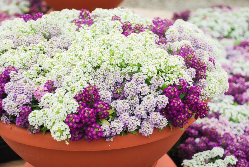 Alyssum, Mixed Color - HALF FLAT (18 plants)