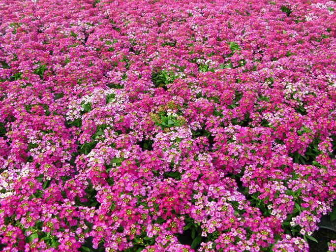 Alyssum, Pink - FULL FLAT (36 plants)