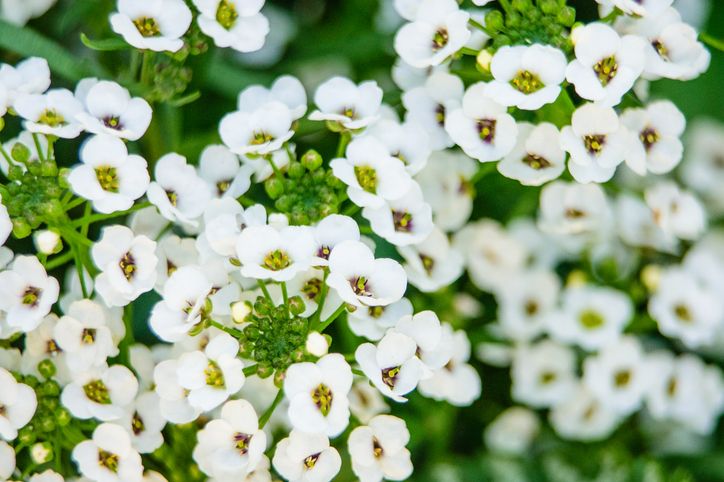 Alyssum, White - FULL FLAT (36 plants)
