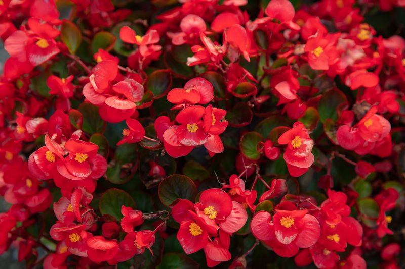 Begonia, Red - FULL FLAT (36 plants)