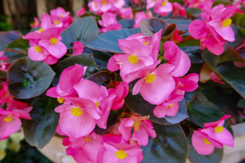 Begonia,  Pink/Rose - FULL FLAT (36 plants)