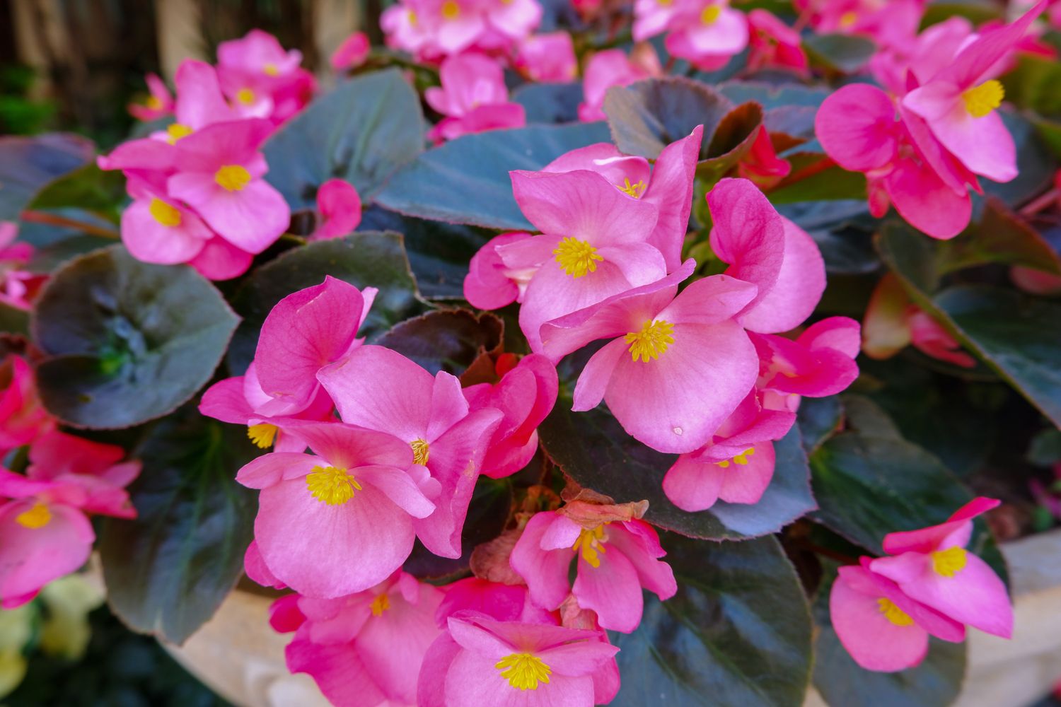 Begonia, Pink/Rose - HALF FLAT (18 plants)