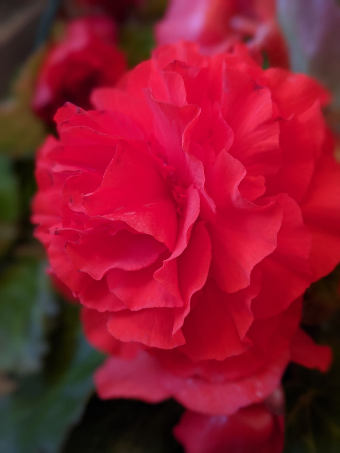 Pink Non-Stop Begonia - 4” pot