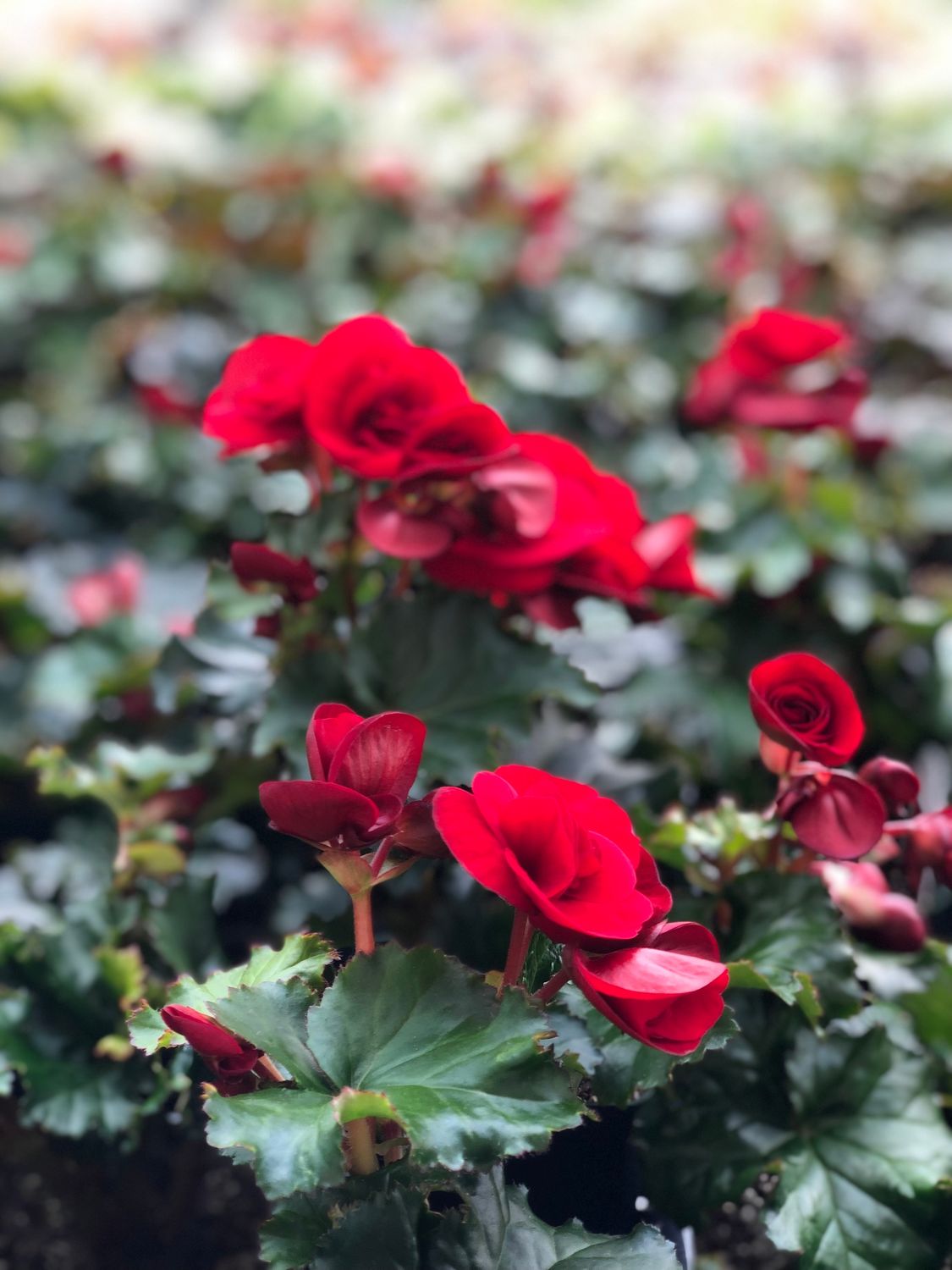 Red Non-Stop Begonia - 4” pot