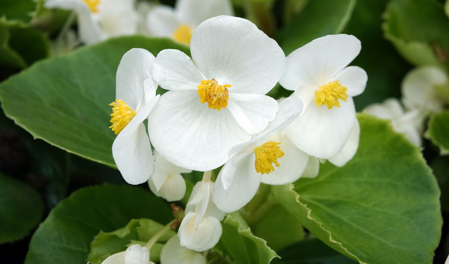 Begonia, White - FULL FLAT (36 plants)