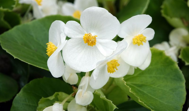 Begonia, White - FULL FLAT (36 plants)