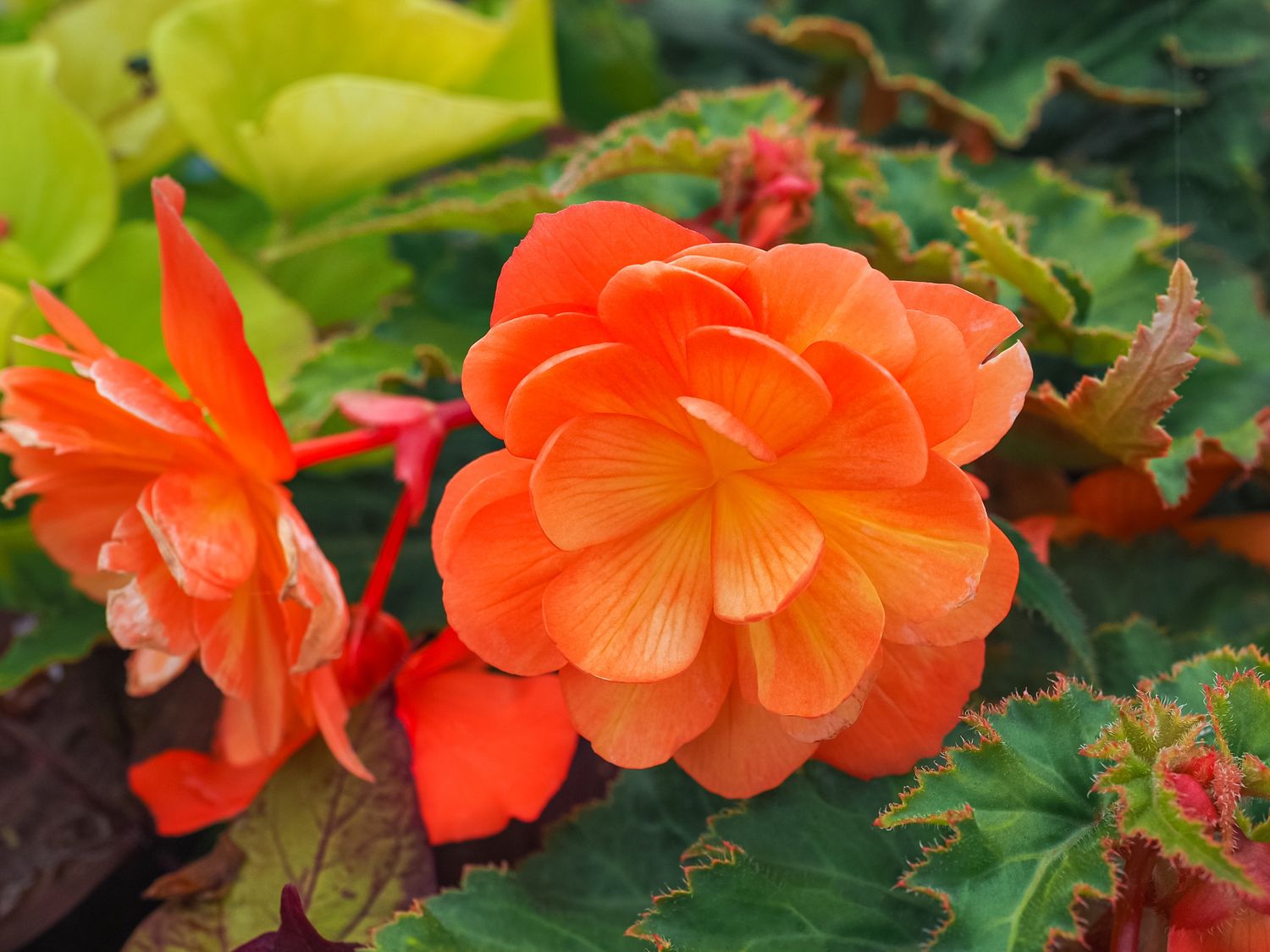 Orange Non-Stop Begonia - 4” pot