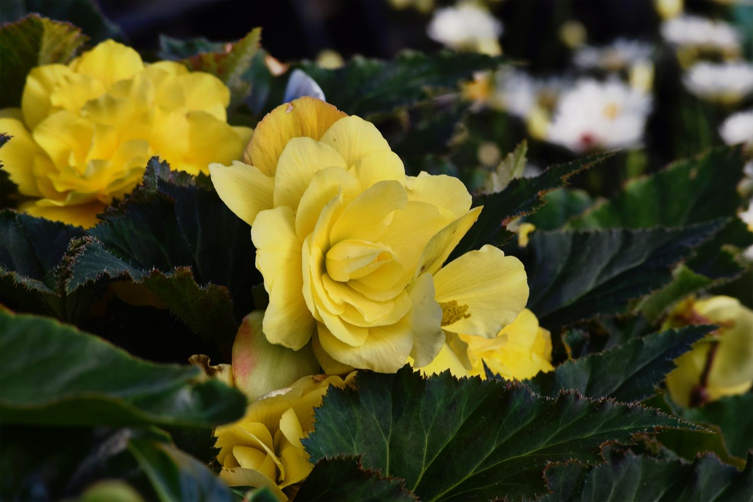 Yellow Non-Stop Begonia - 4” pot