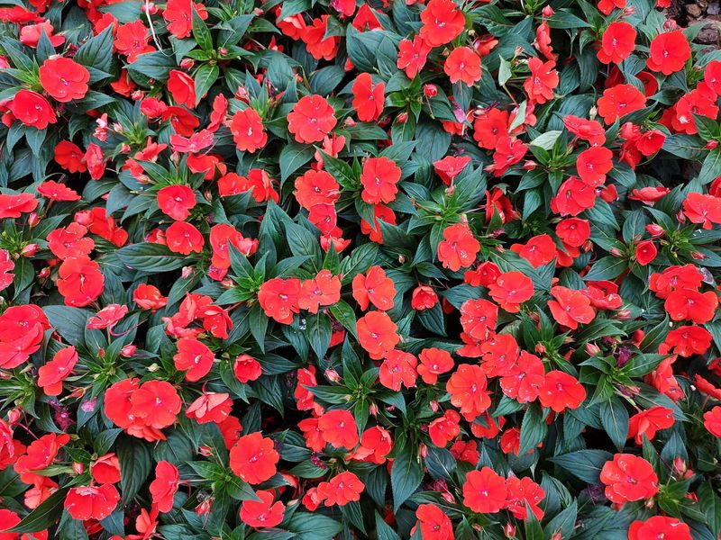 Impatiens, Red - FULL FLAT (36 plants)