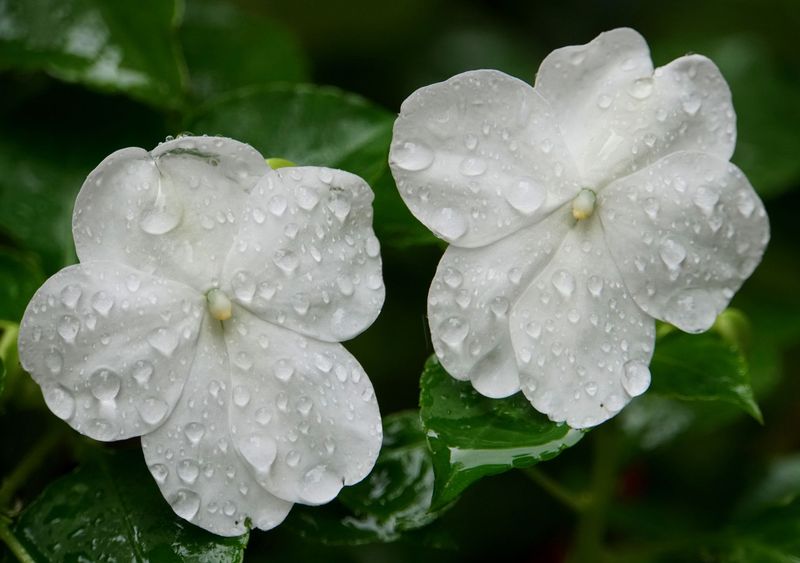 Impatiens, White - FULL FLAT (36 plants)