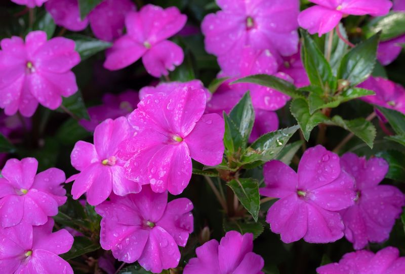 Impatiens, Violet - HALF FLAT (18 plants)