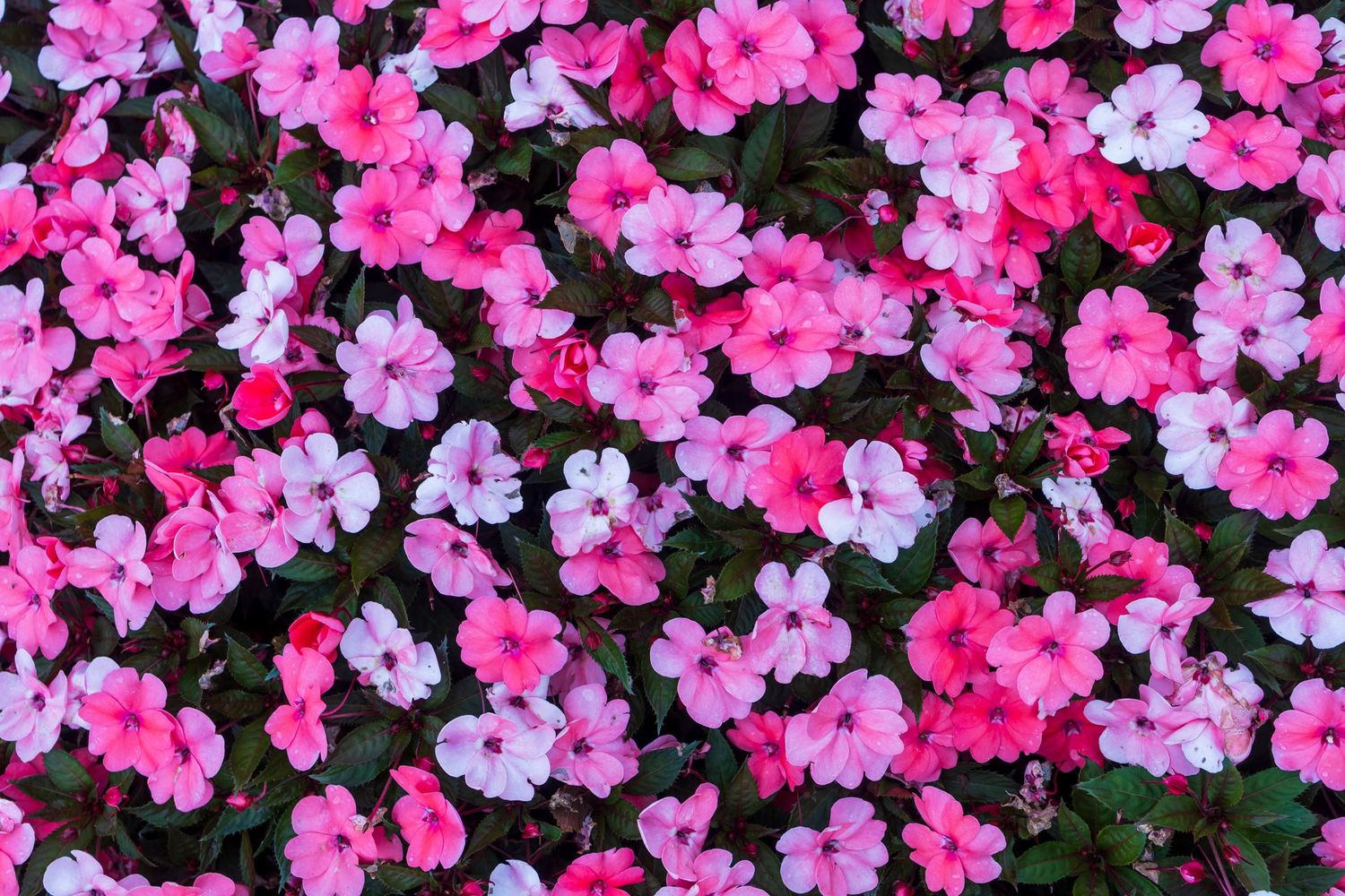Impatiens, Pink - FULL FLAT (36 plants)