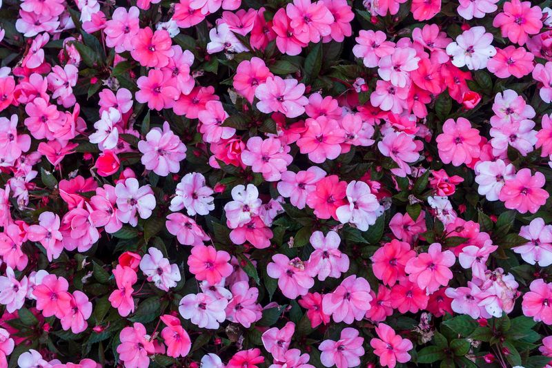 Impatiens, Pink - FULL FLAT (36 plants)