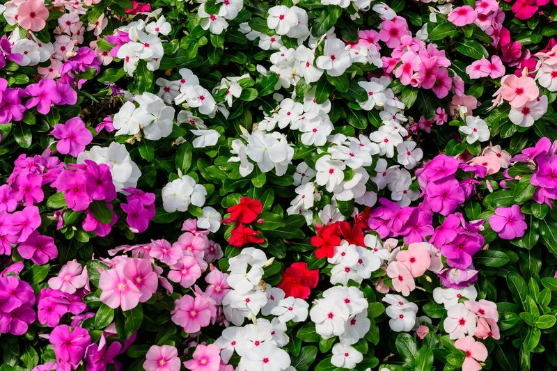 Impatiens, Mixed Color - FULL FLAT (36 plants)