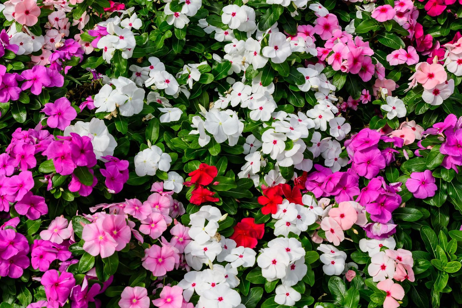 Impatiens, Mixed Color - HALF FLAT (18 plants)
