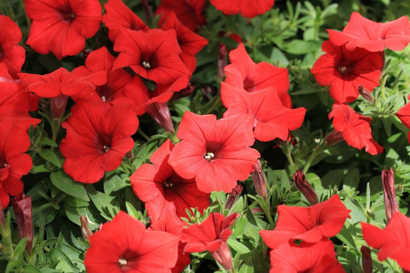 Petunias, Red - FULL FLAT (36 plants)
