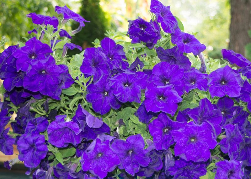 Petunias, Blue - FULL FLAT (36 plants)