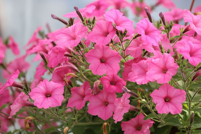 Petunias, Pink - HALF FLAT (18 plants)