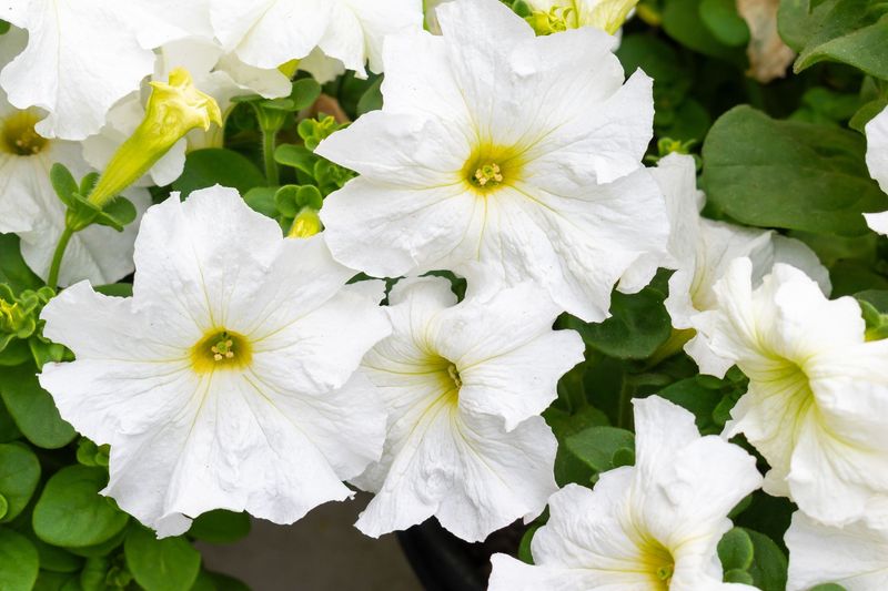 Petunias, White - FULL FLAT (36 plants)