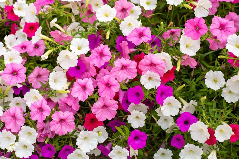 Petunia, Mixed Colors - FULL FLAT (36 plants)