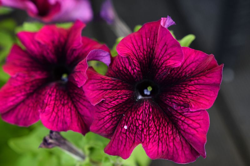 Petunias, Burgundy - FULL FLAT (36 plants)