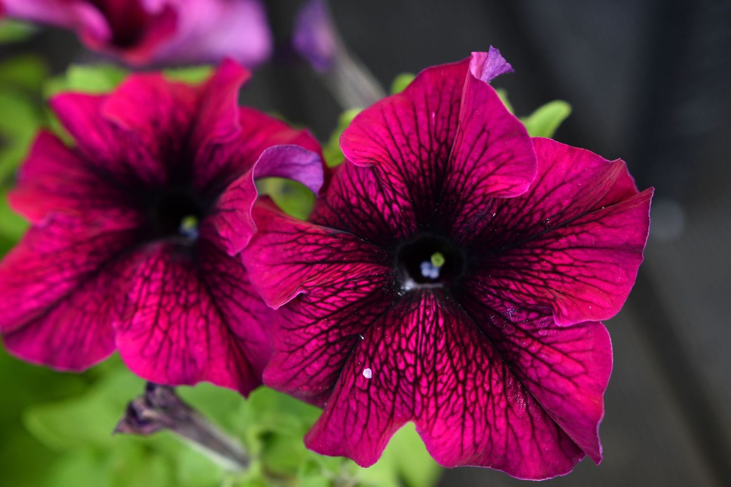 Petunias, Burgundy - HALF FLAT (18 plants)
