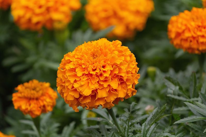 Marigold, Orange - FULL FLAT (36 plants)