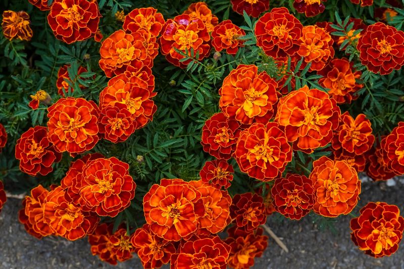 Marigold, Red - FULL FLAT (36 plants)