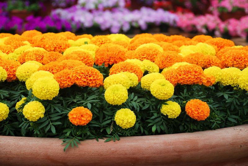 Marigold, Mixed Colors - FULL FLAT (36 plants)