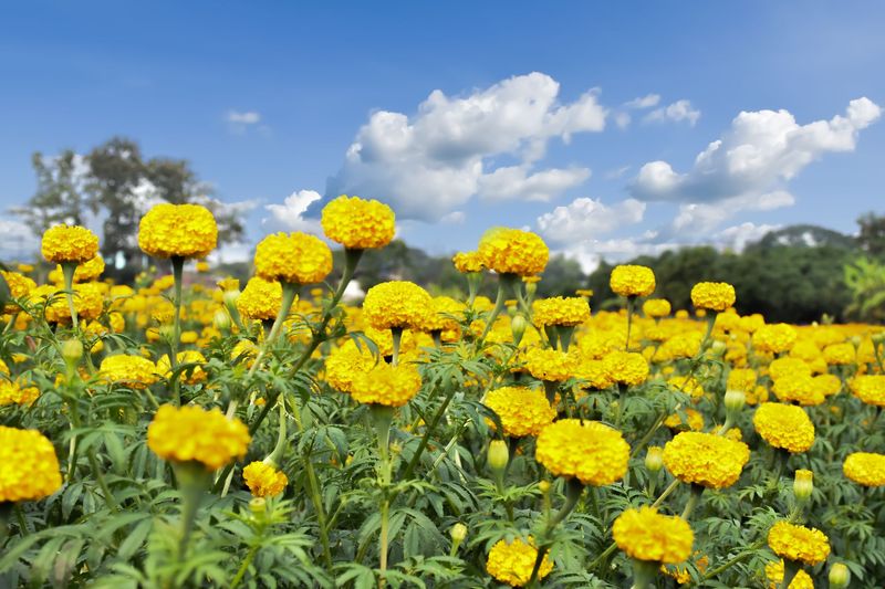 Marigold, Yellow - HALF FLAT (18 plants)