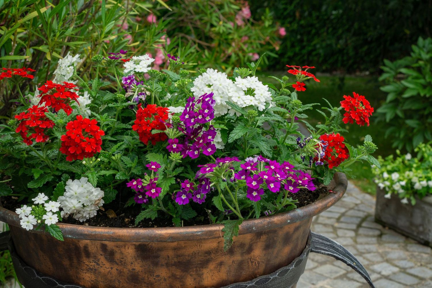 Verbena, Mixed Colors - HALF FLAT (18 plants)
