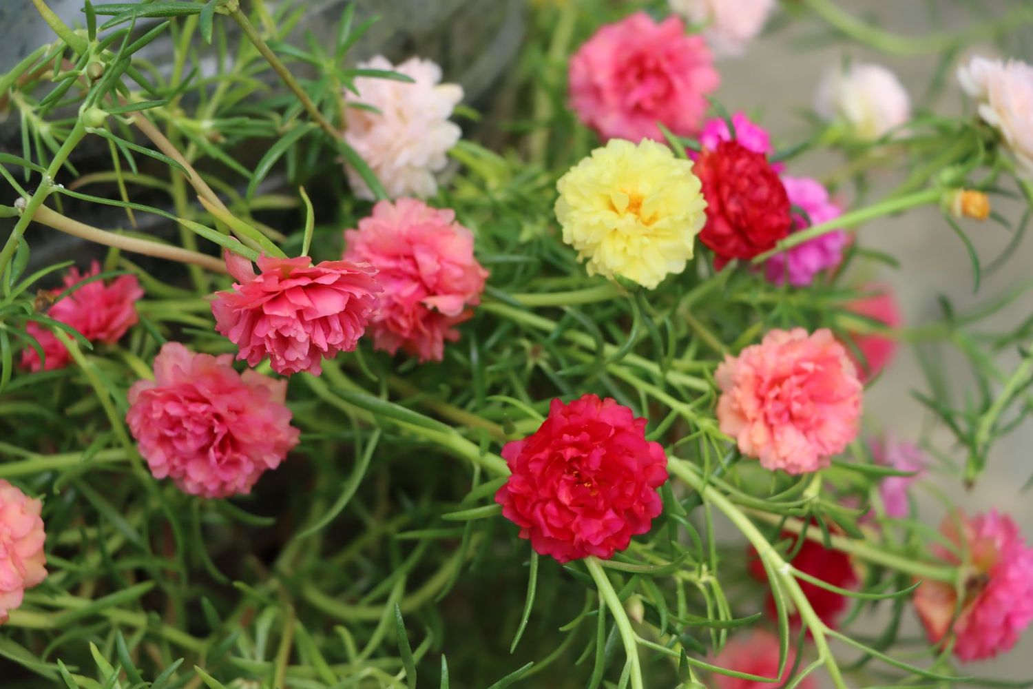 Portulaca, Mixed Colors - HALF FLAT (18 plants)