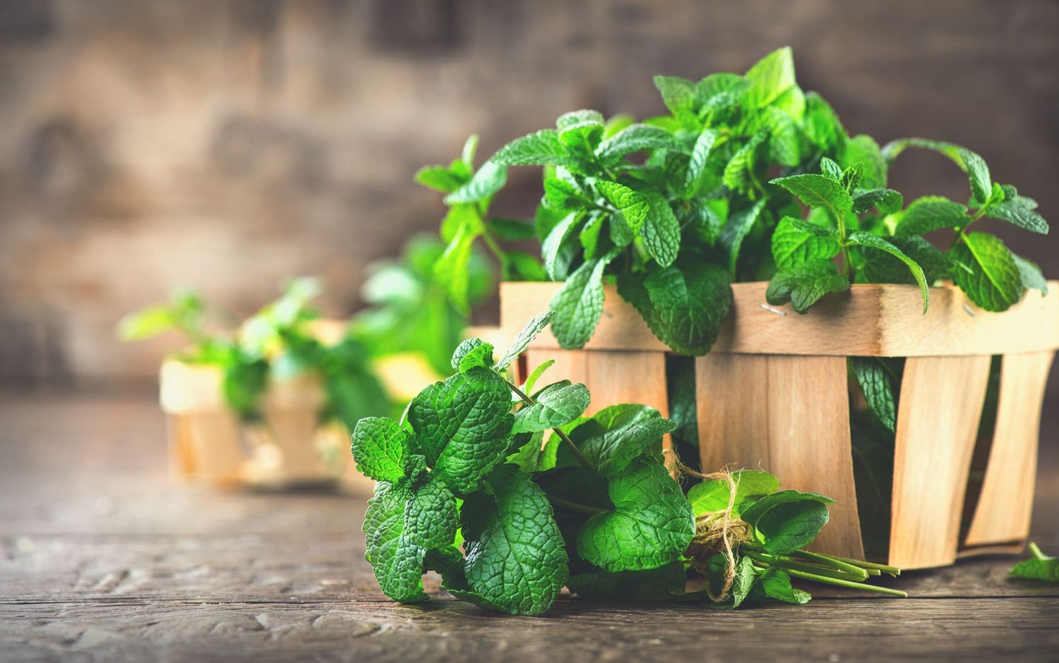 Herb Sampler - (8 plants)