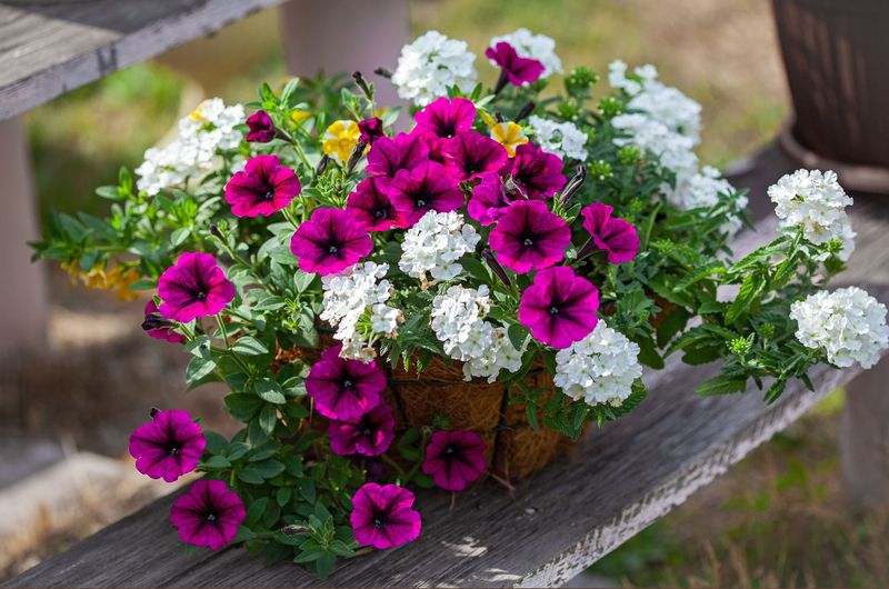 Hanging Basket for Sun