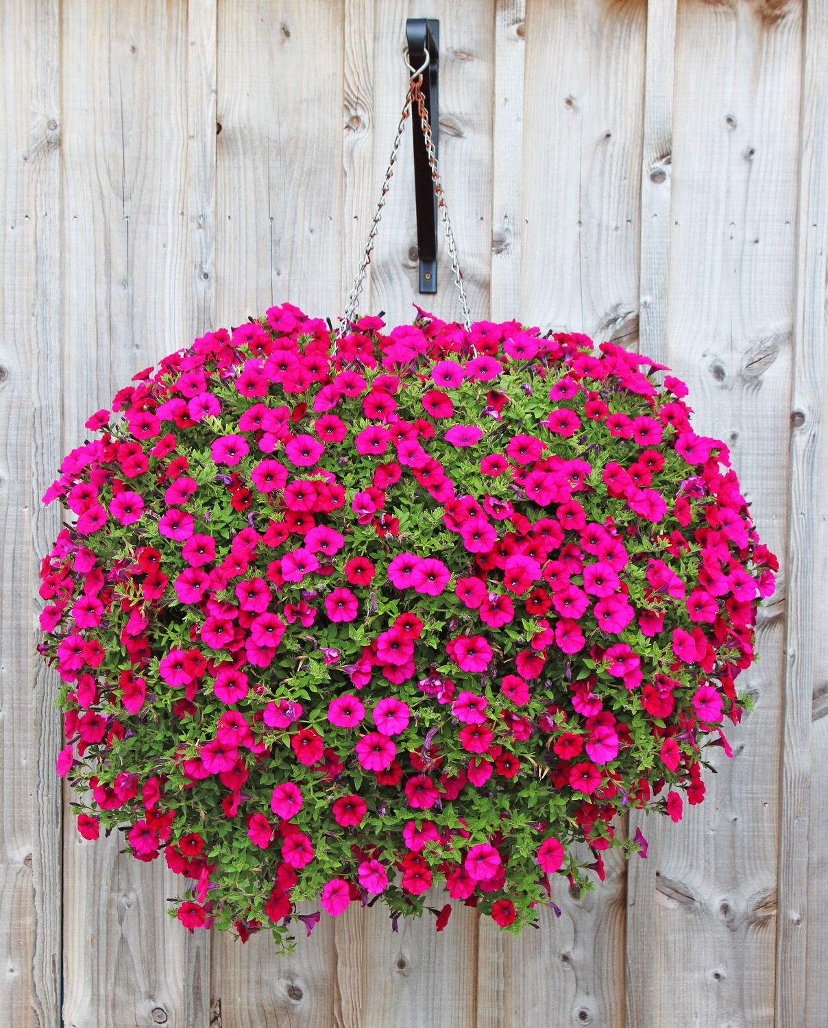 Petunia Hanging Basket