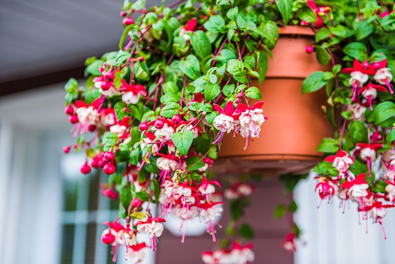 Fuchsia Hanging Basket