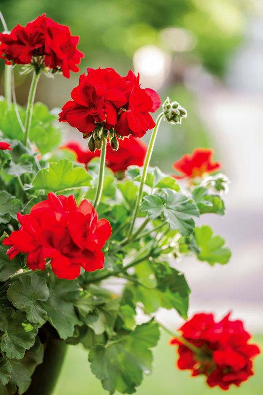 Zonal Geranium Hanging Basket
