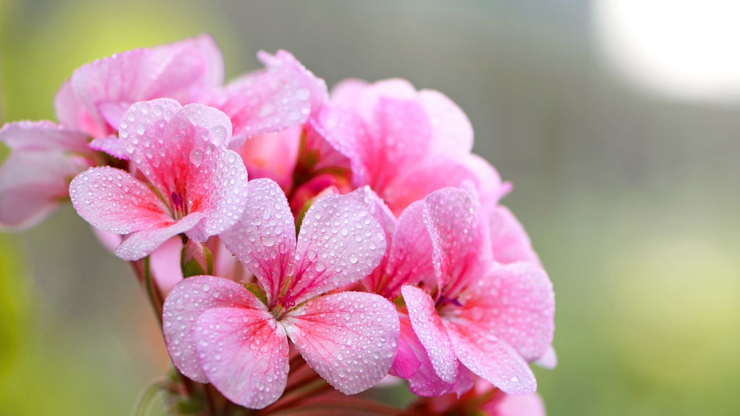 Pink Americana Geranium - 4” pot