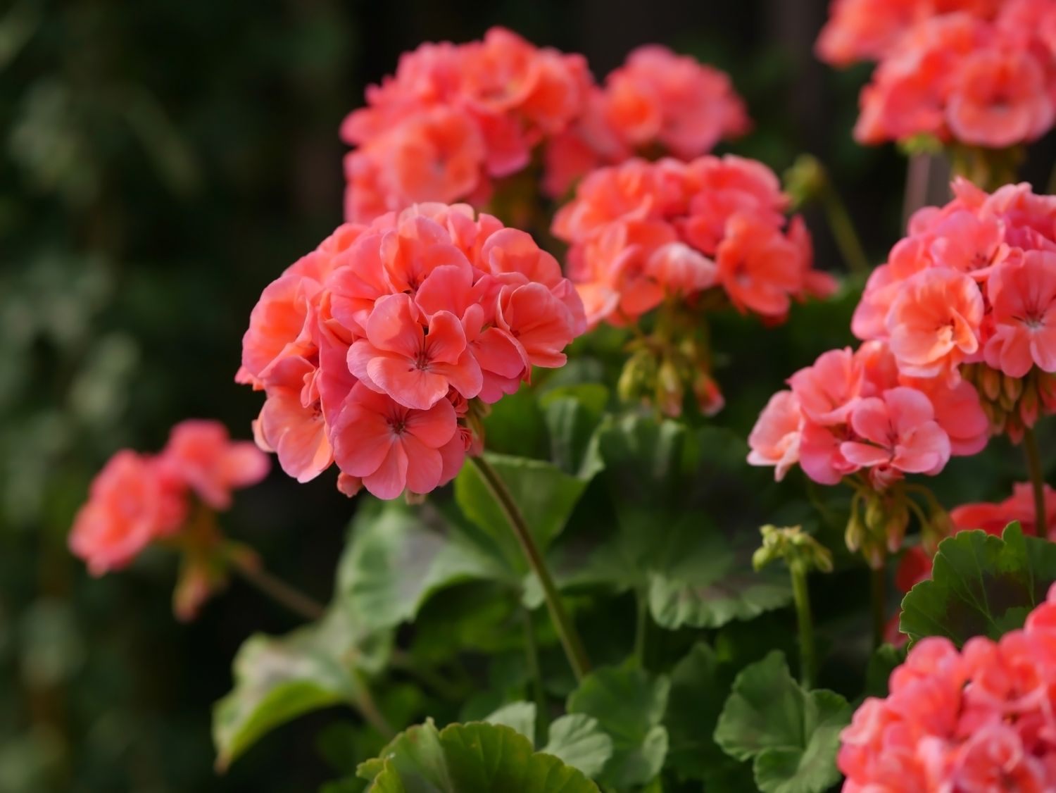 Coral Americana Geranium - 4” pot