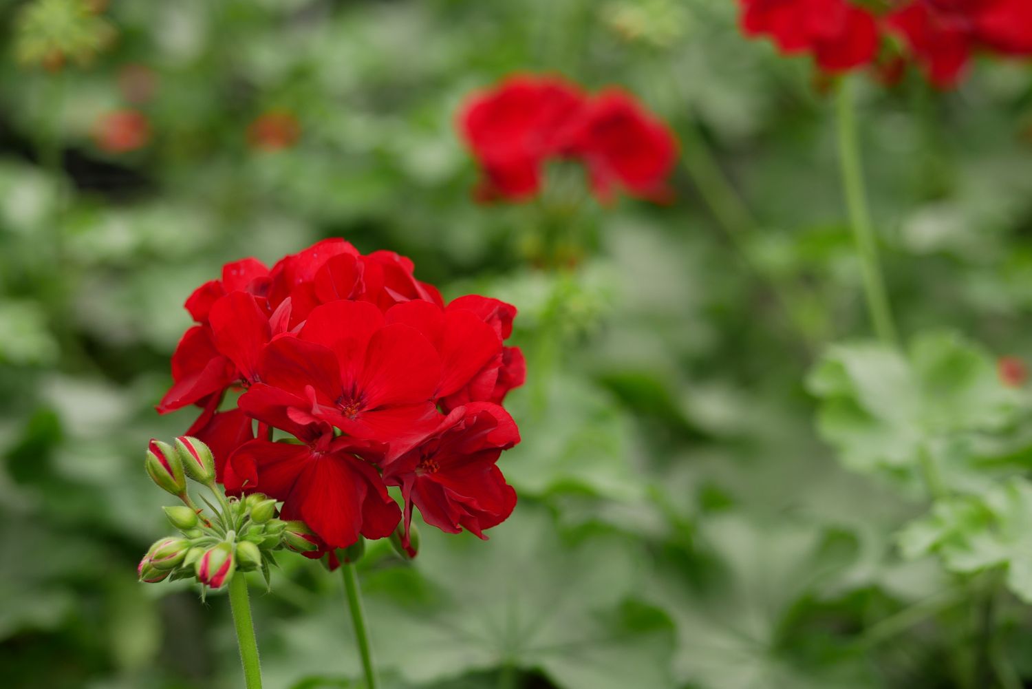 Red Americana Geranium - 4” pot