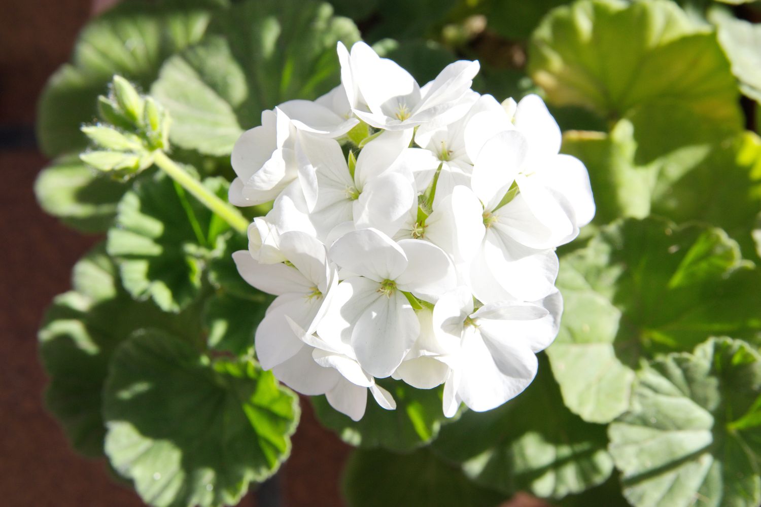 White Americana Geranium - 4” pot