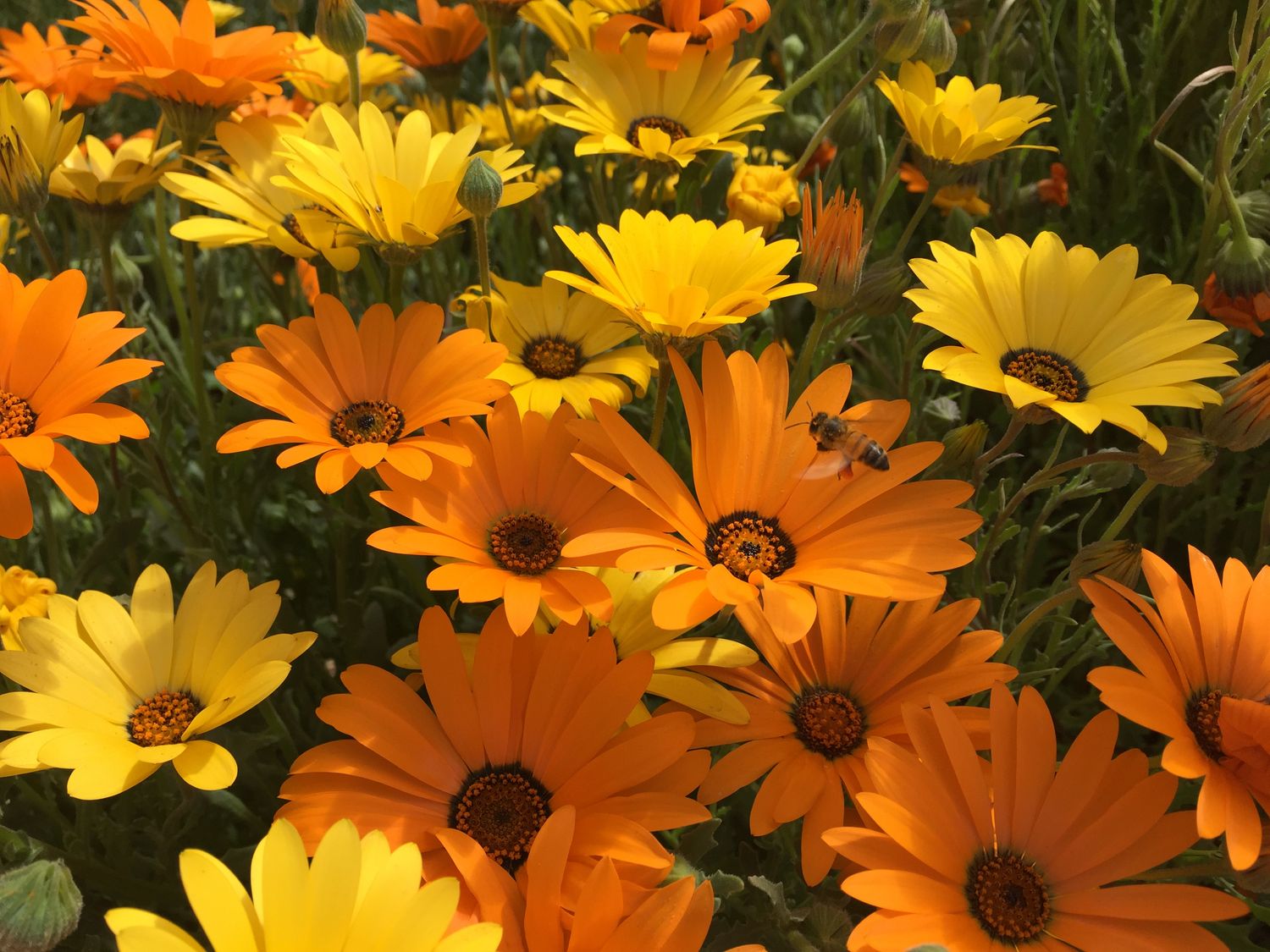 African Daisy, Yellow - 4” pot